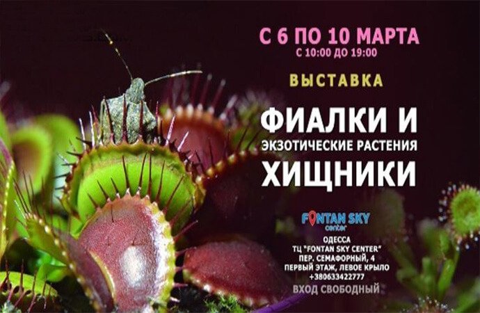 Выставка цветов в честь 8 марта 0 (0)