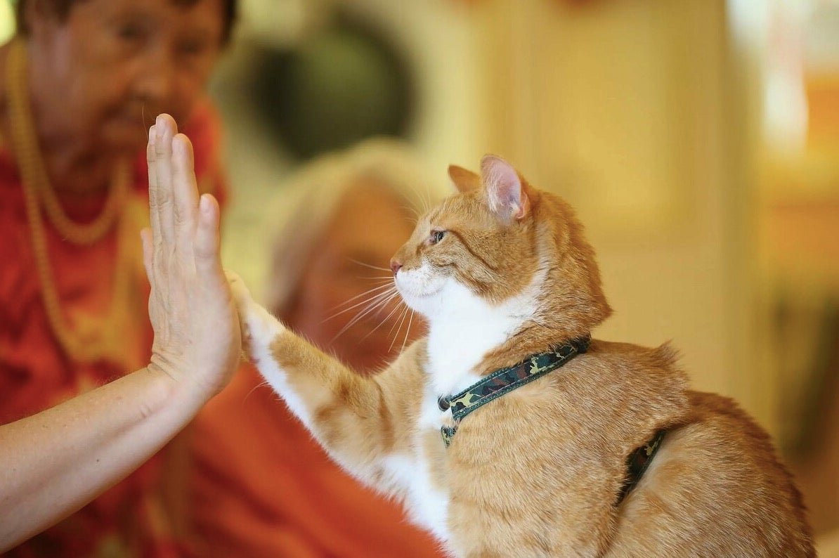 Инструкция по дрессировке кошек для детей. 🐱 0 (0)