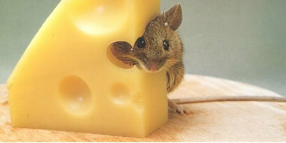 Спектакль все мыши любят сыр🐭 0 (0)