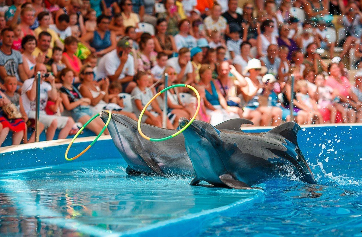 ДЕЛЬФИНАРИЙ ШОУ ЕДИНАЯ ПЛАНЕТА🐬 0 (0)