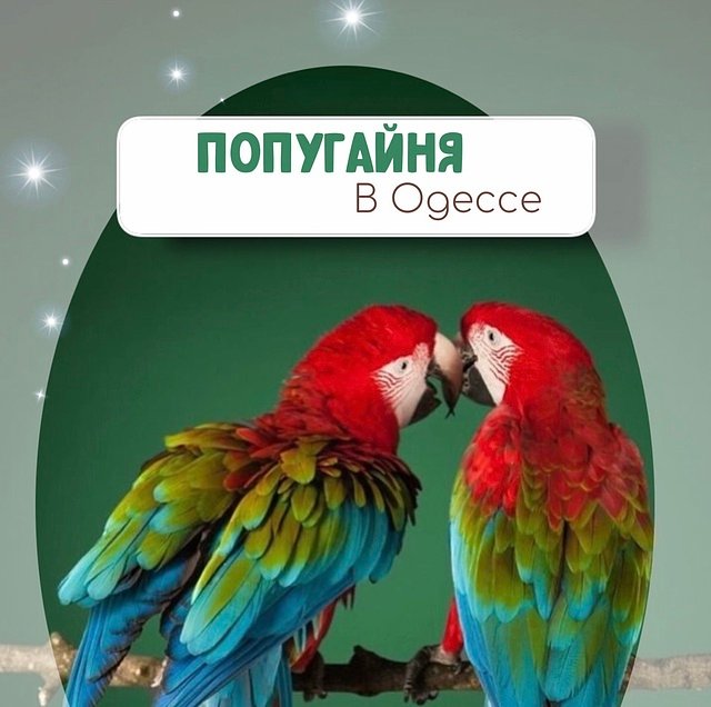 попугайня для детей и взрослых попугайня в Одессе