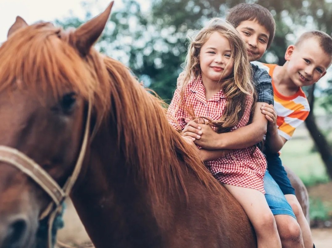Обучение верховой езде 0 (0) Обучение верховой езде 0 (0)
