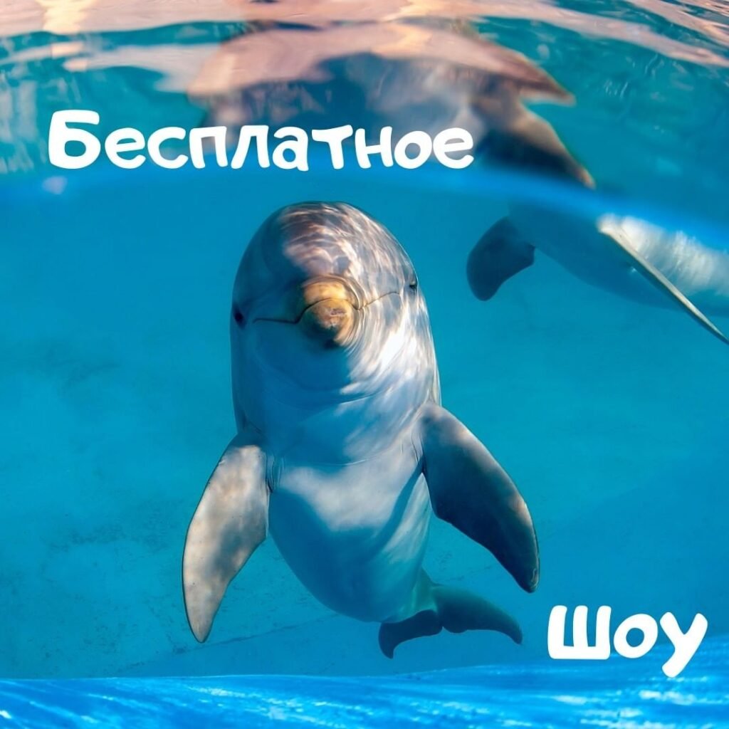 Бесплатное шоу в Дельфинарии НЕМО Бесплатное шоу в Дельфинарии НЕМО