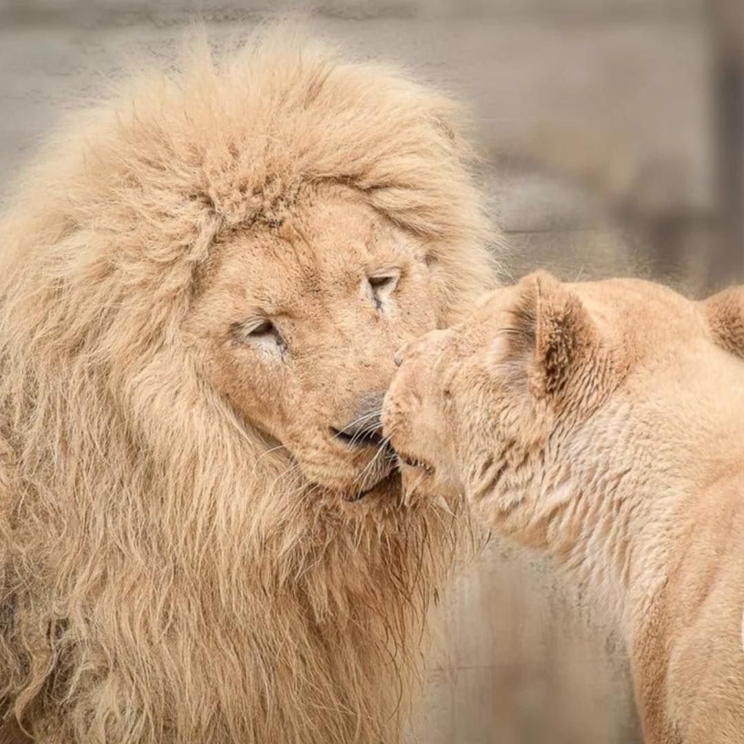 Победитель конкурса «Пара года-2023» 5 (2) Победитель конкурса «Пара года-2023» 5 (2)