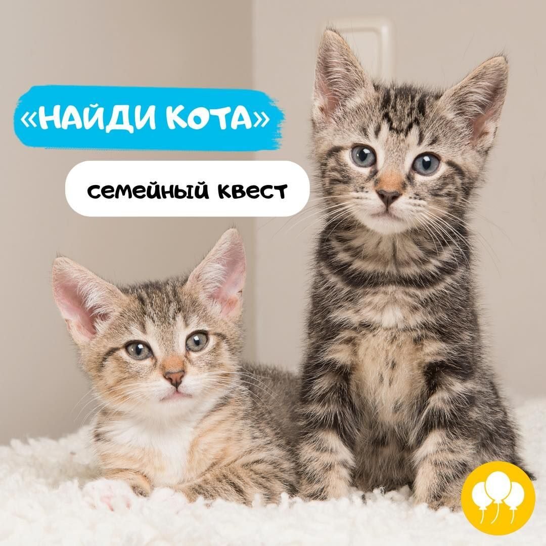 Фото-квест по городу “Найди кота” 0 (0) Фото-квест по городу “Найди кота” 0 (0)