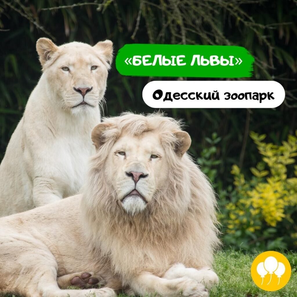 Праздник «Белых львов»