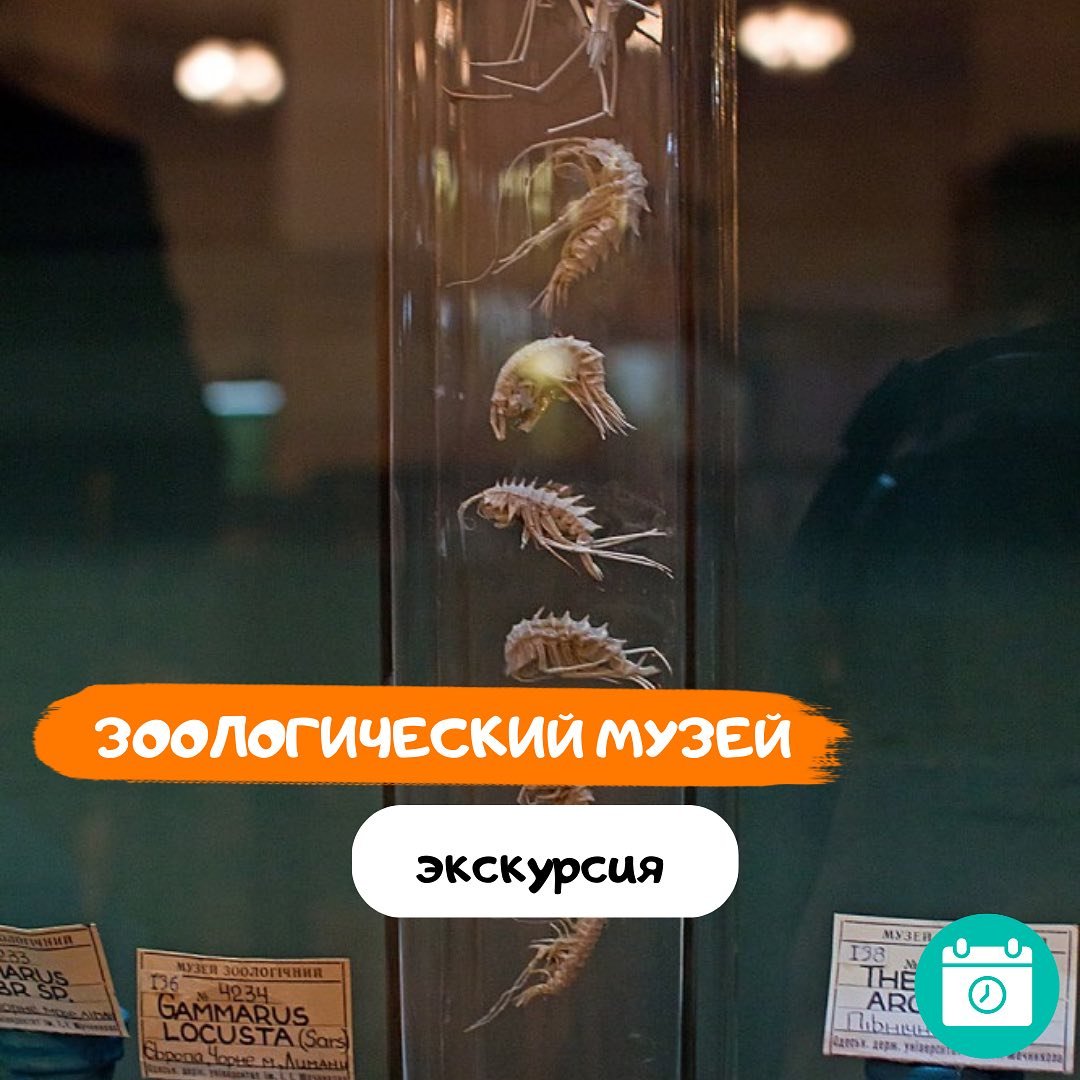 Экскурсия в Зоологический музей