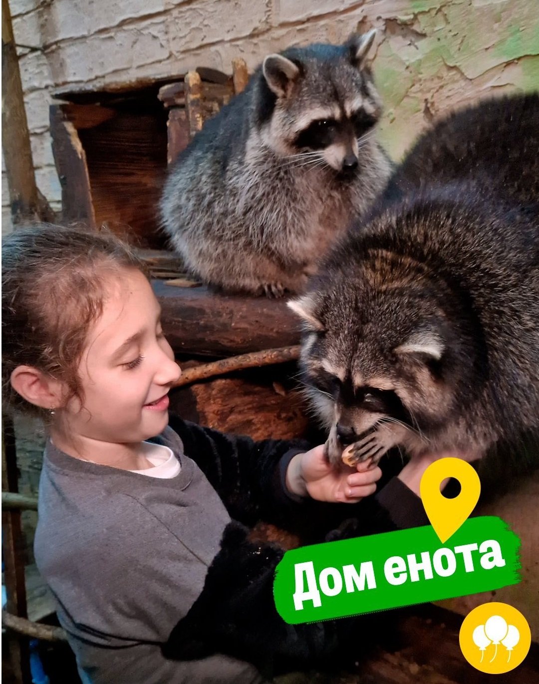 Дом енота