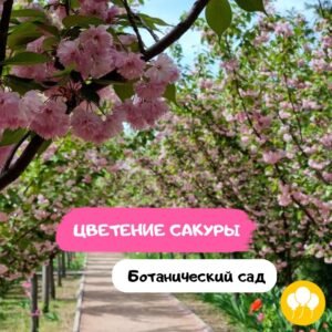 Расцвела сакура