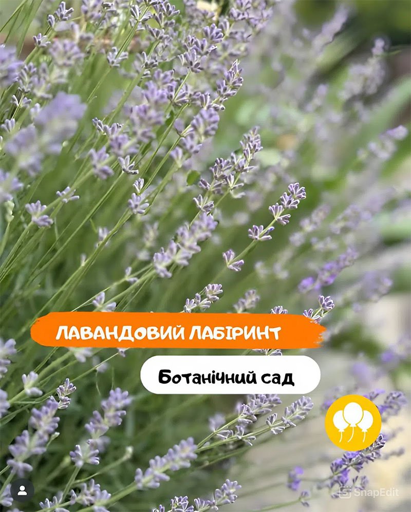 Лавандовый лабиринт 5 (1)