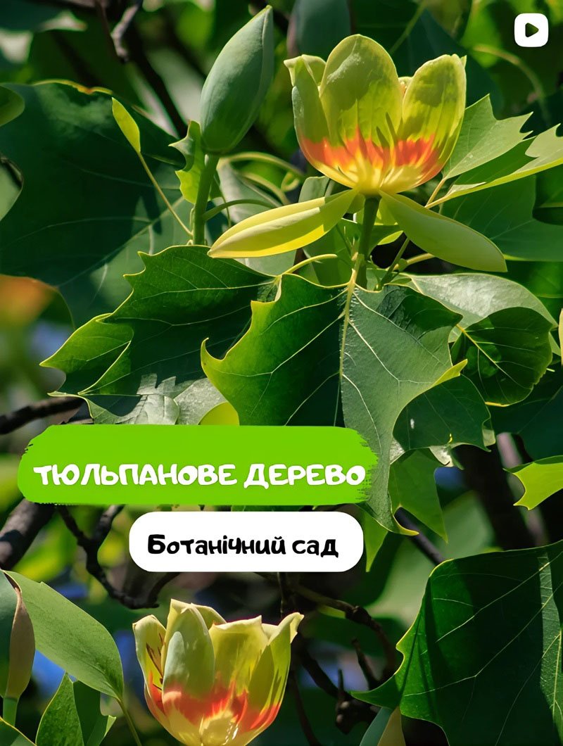 Тюльпанове дерево