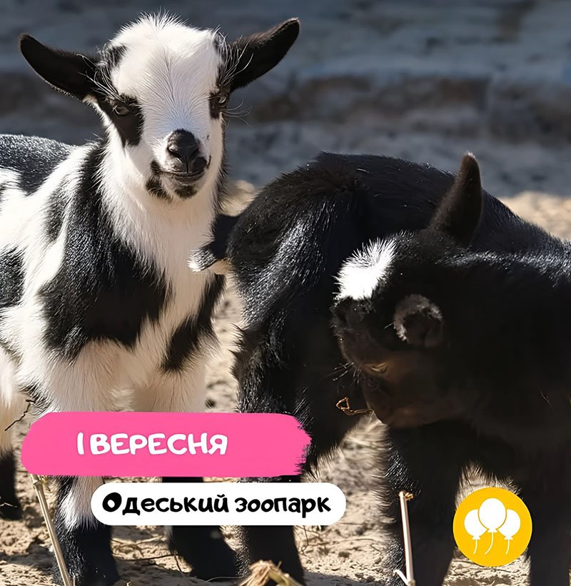 1 сентября: Одесский зоопарк 0 (0)