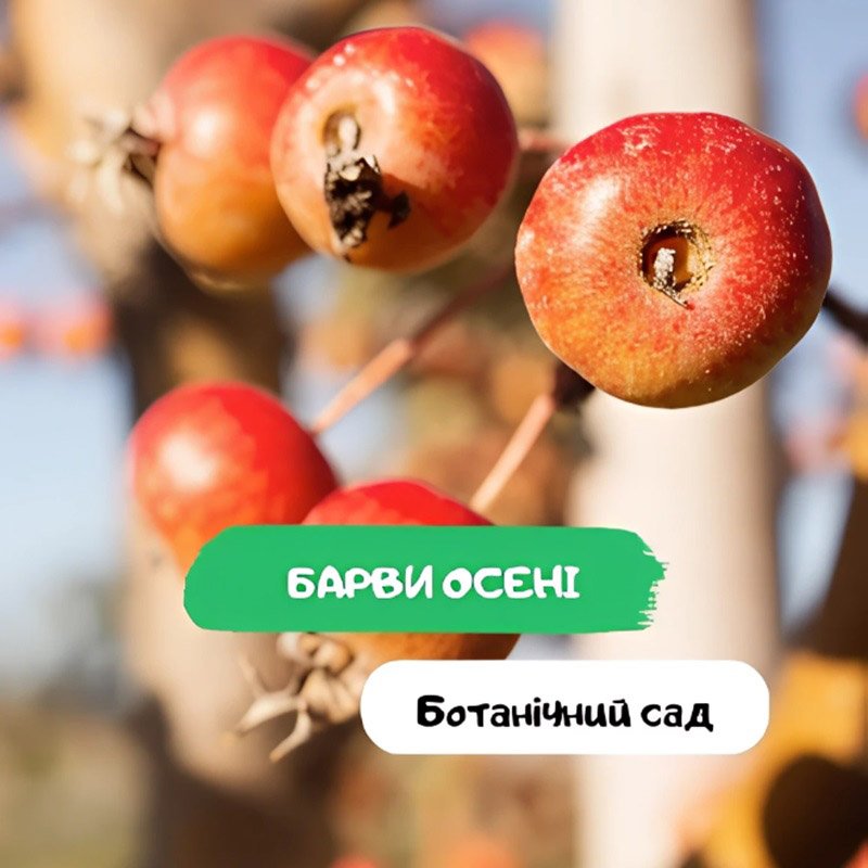 Краски осени