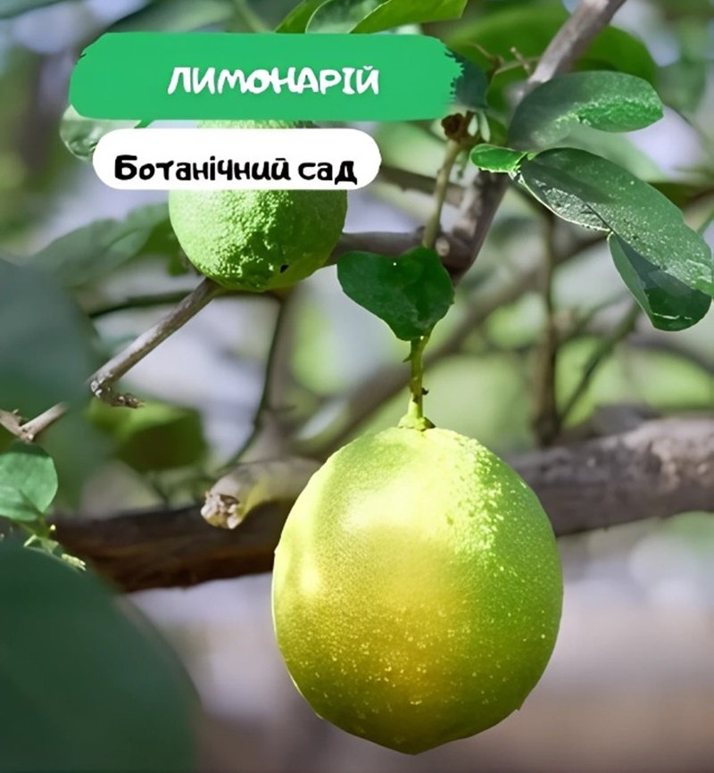 Лимонарий в Ботсаду