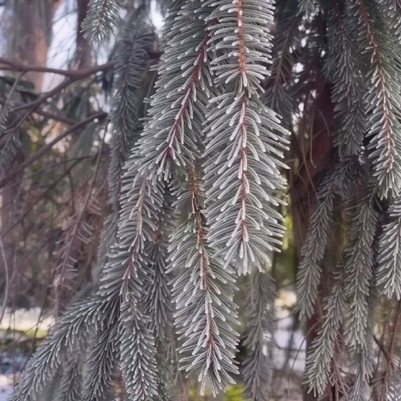 Ботанический сад Одесса Зима в Одесском ботаническом саду