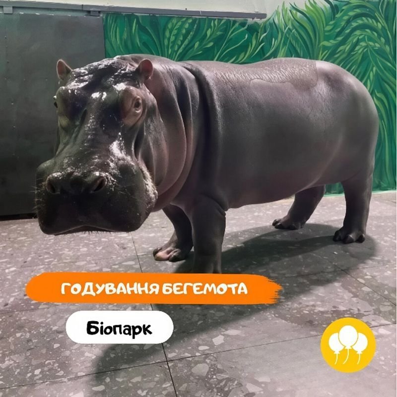 Бегемот в Биопарке Одессы Кормление бегемота