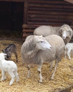Пополнение в зоопарке