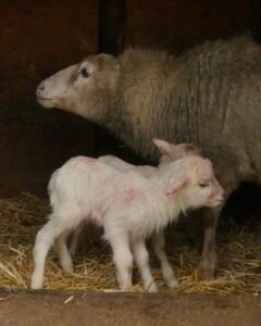 Пополнение в зоопарке