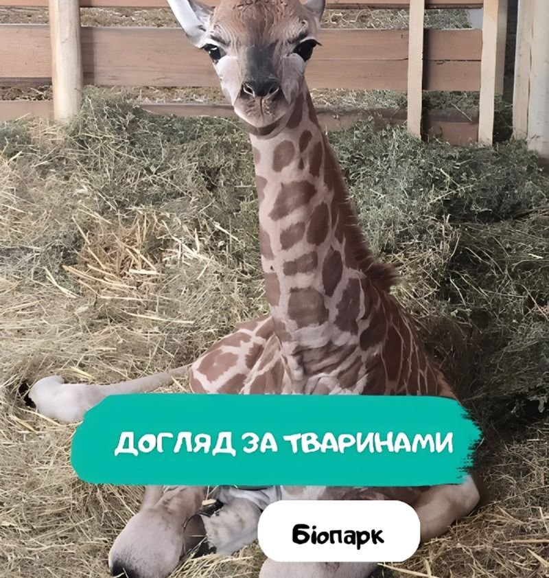 Биопарк: Уход за животными 5 (1) Биопарк: Уход за животными 5 (1)